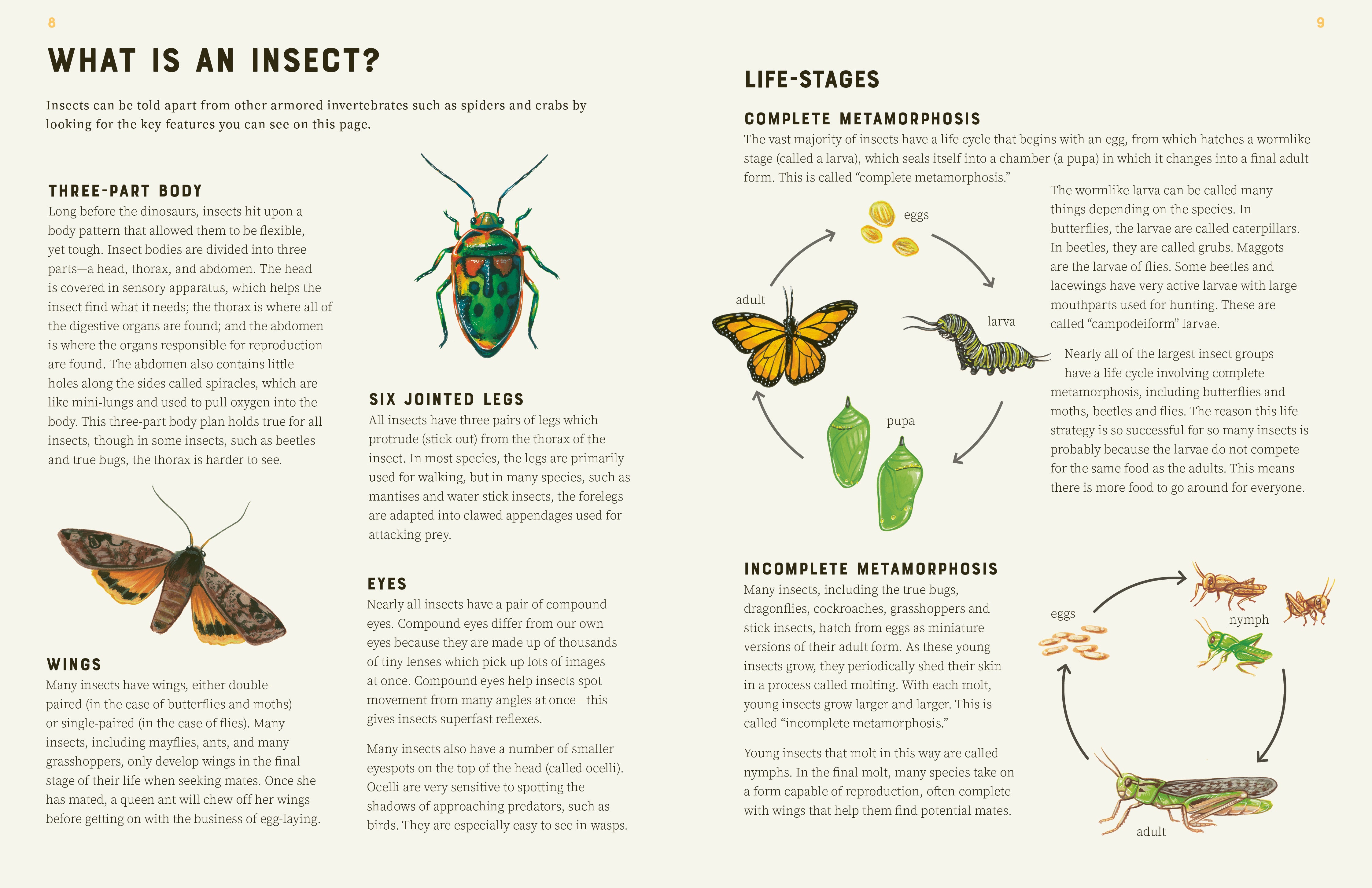 Encyclopedia of Insects – QAGOMA Store