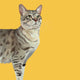 Heads & Tails Cat Memory Game