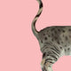 Heads & Tails Cat Memory Game