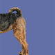 Heads & Tails Dog Memory Game