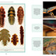 Wonder Cabinet of Fabulous Insects: Secrets of the World’s Rarest and Strangest Insects