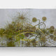 Emily Thompson Flowers