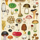 Mushrooms Vintage Puzzle 1000 Pieces