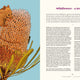 100 Australian Wildflowers