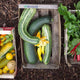 Do Grow: Start with Simple Vegetables
