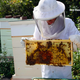 Do Beekeeping: The Secret to Happy Honey Bees