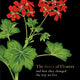 Story of Flowers: And How They Changed the Way We Live