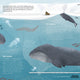 World of Whales: Get to Know the Giants of the Ocean