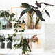 Leaf Supply Guide to Creating Your Indoor Jungle