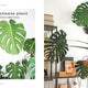 Leaf Supply Guide to Creating Your Indoor Jungle