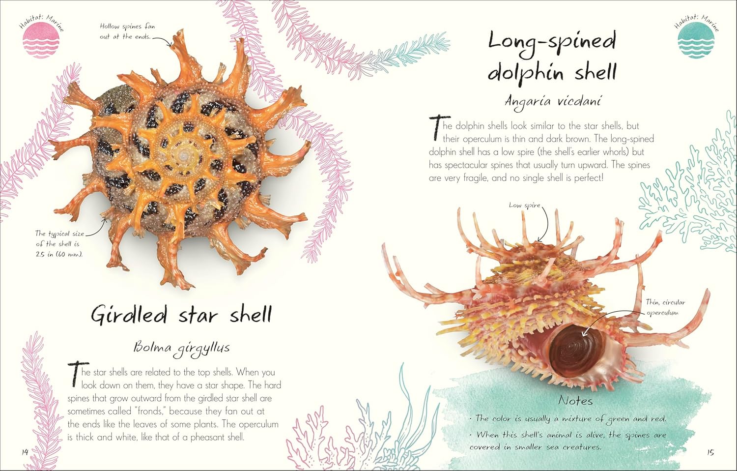Anthology of Shells: A Collection of Fascinating Shells from Around the World