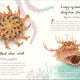 Anthology of Shells: A Collection of Fascinating Shells from Around the World