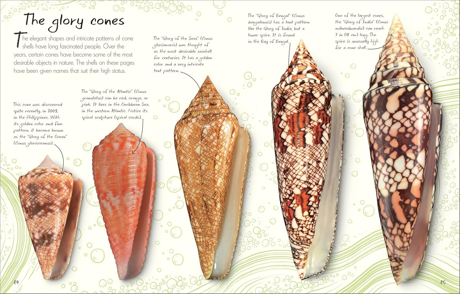 Anthology of Shells: A Collection of Fascinating Shells from Around the World
