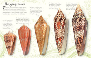 Anthology of Shells: A Collection of Fascinating Shells from Around the World