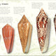Anthology of Shells: A Collection of Fascinating Shells from Around the World