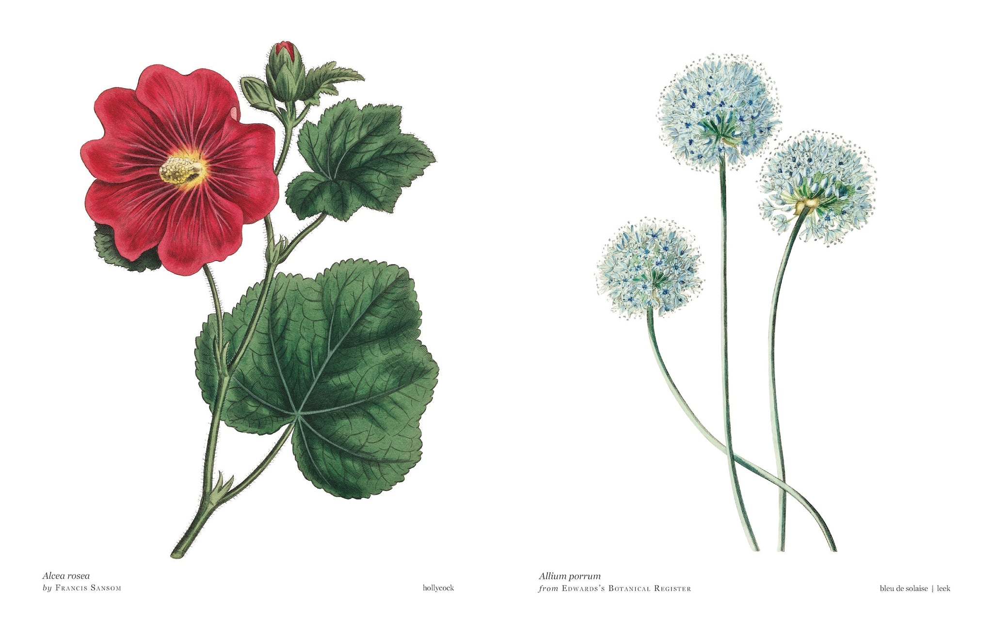 Biblioflora: A Celebration of Floral Beauty in Botanical Art