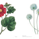 Biblioflora: A Celebration of Floral Beauty in Botanical Art