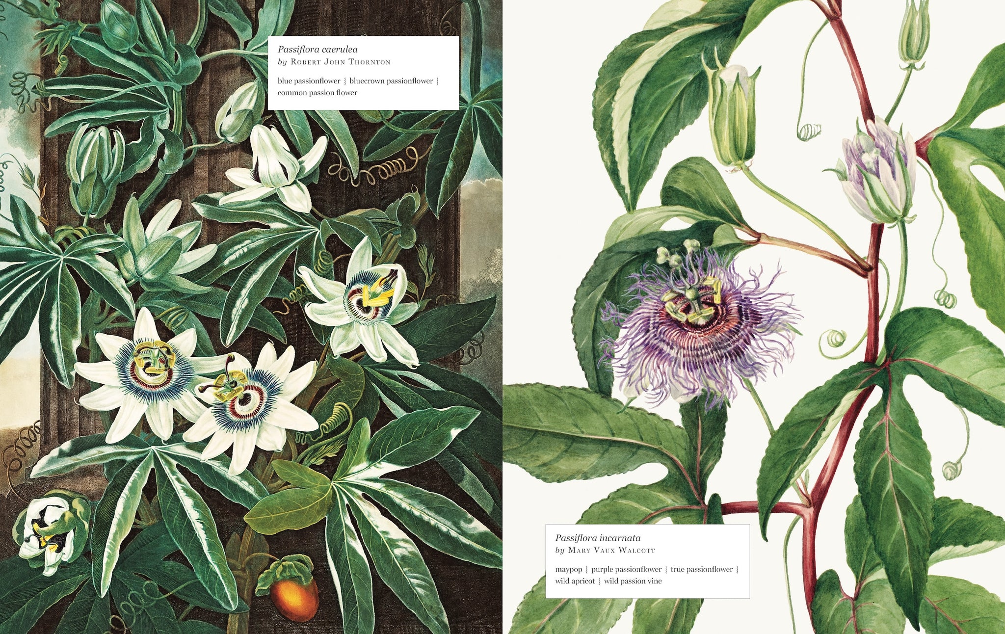 Biblioflora: A Celebration of Floral Beauty in Botanical Art