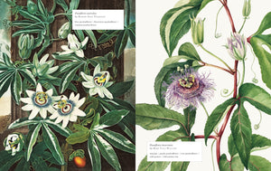 Biblioflora: A Celebration of Floral Beauty in Botanical Art