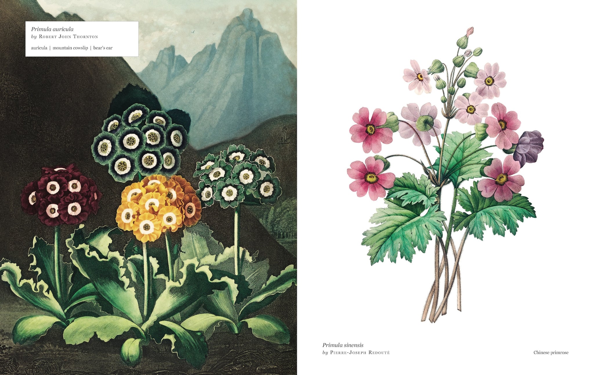 Biblioflora: A Celebration of Floral Beauty in Botanical Art