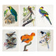 Birds of a Feather 10 Notecards and Envelopes