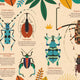 Bonkers About Beetles