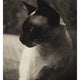 Cats 50 Postcards