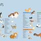 Drawing Class: Cats at Home and in the Wild