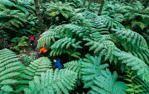 Eden: A Portrait of Mountain Biking in Aotearoa New Zealand