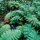 Eden: A Portrait of Mountain Biking in Aotearoa New Zealand
