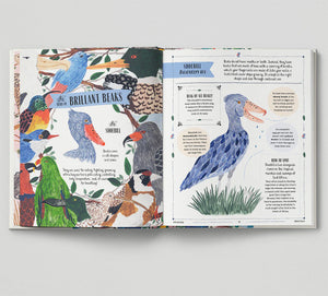 Fly: A Child's Guide to Birds