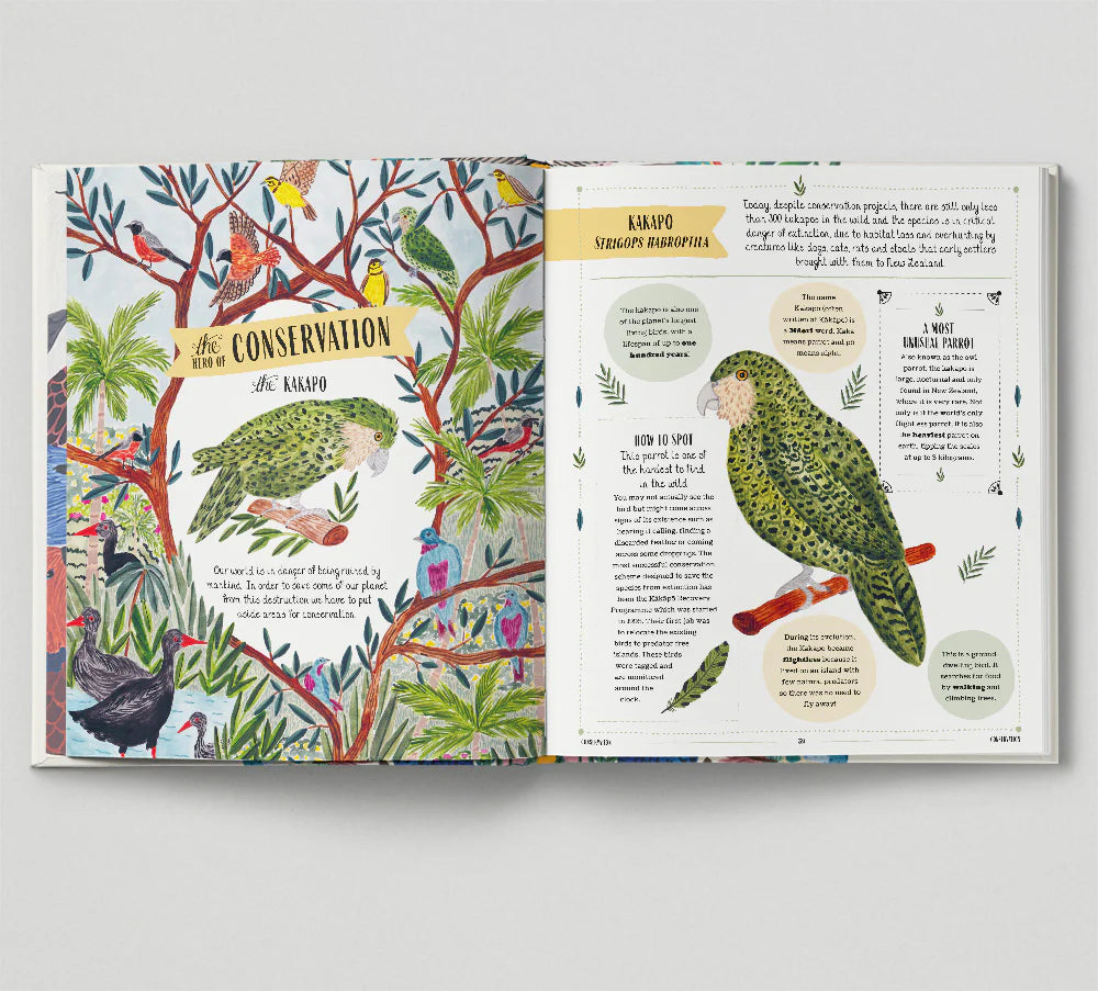 Fly: A Child's Guide to Birds