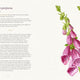 Folklore of Wildflowers
