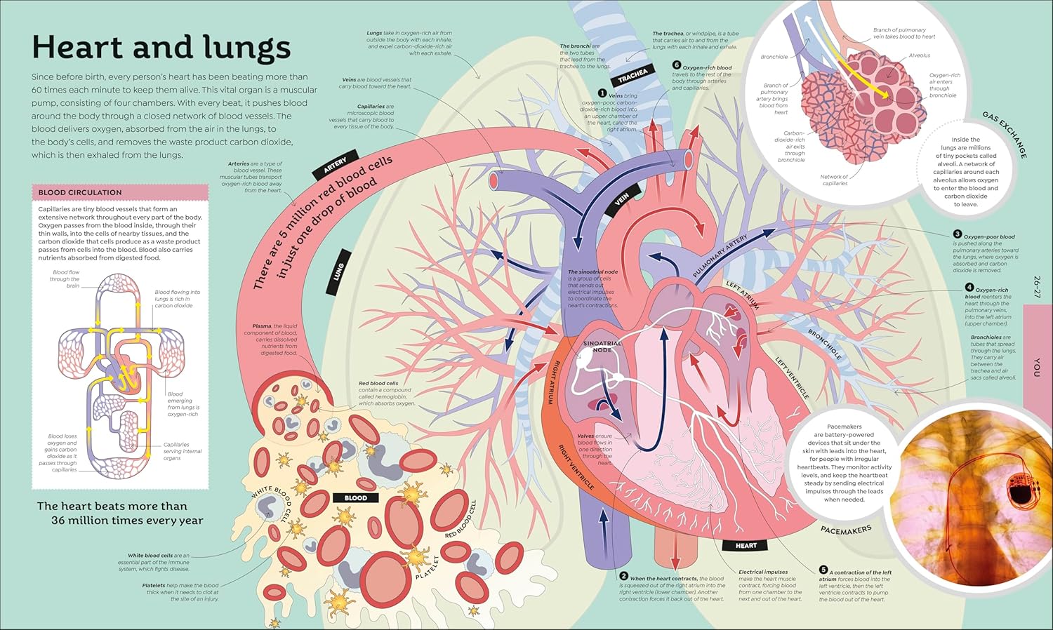 How Everything Works: From Brain Cells to Black Holes