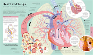 How Everything Works: From Brain Cells to Black Holes