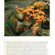 Japanese Garden Design