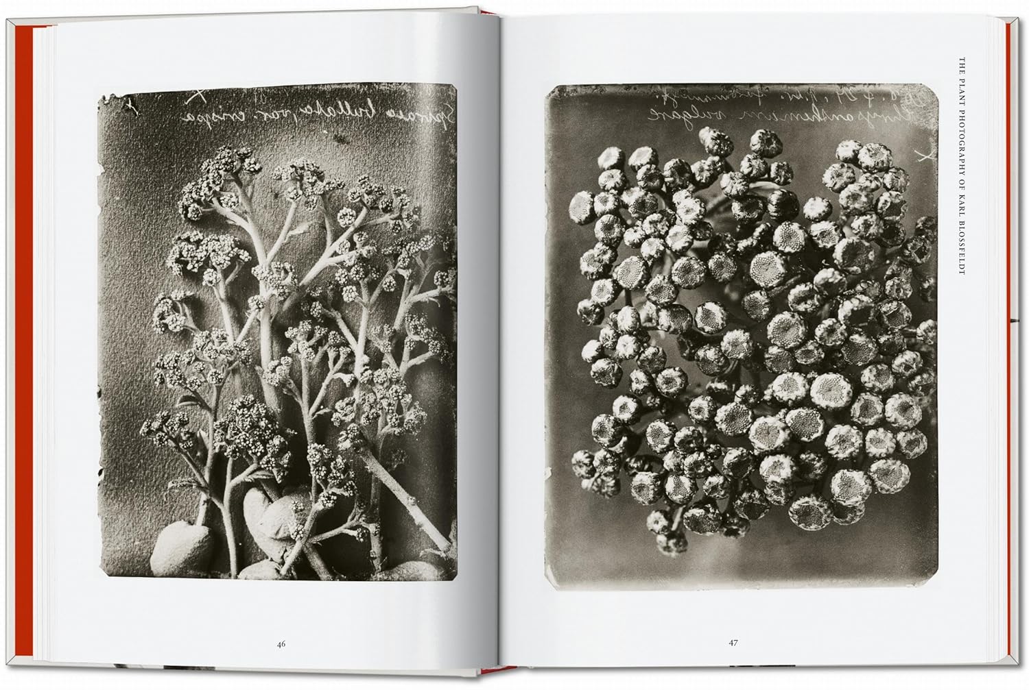 Karl Blossfeldt Complete Published Work