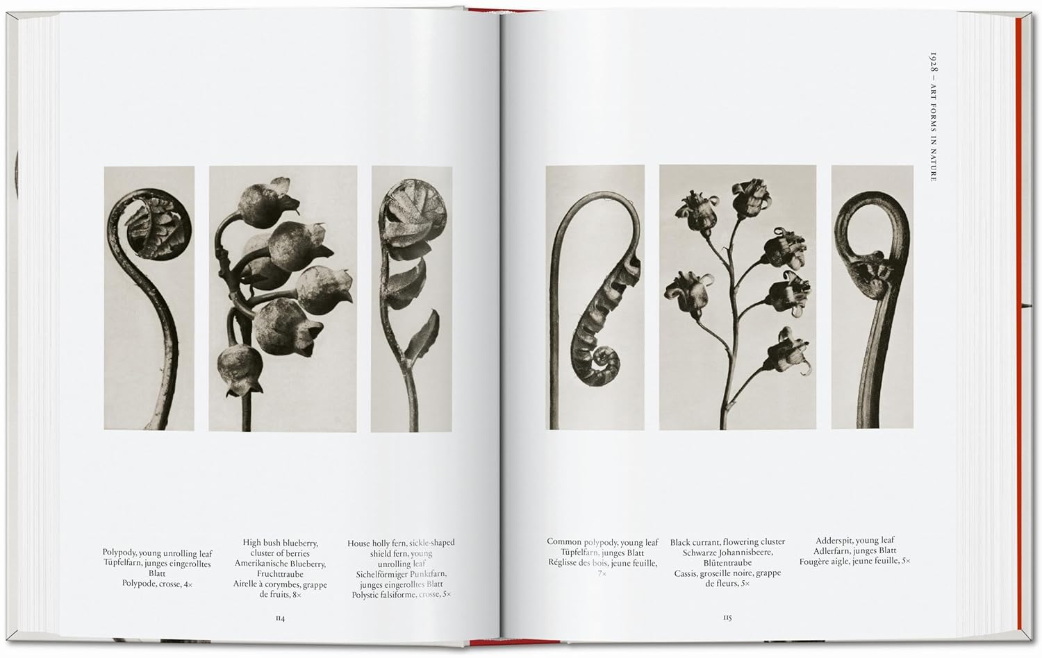 Karl Blossfeldt Complete Published Work
