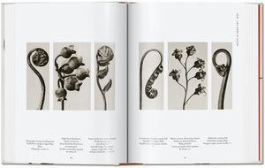 Karl Blossfeldt Complete Published Work