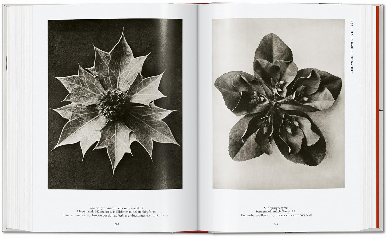 Karl Blossfeldt Complete Published Work