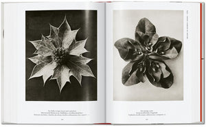 Karl Blossfeldt Complete Published Work