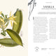 Kew Fragrance: From Plant to Perfume, The Botanical Origins of Scent