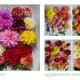 Life With Flowers