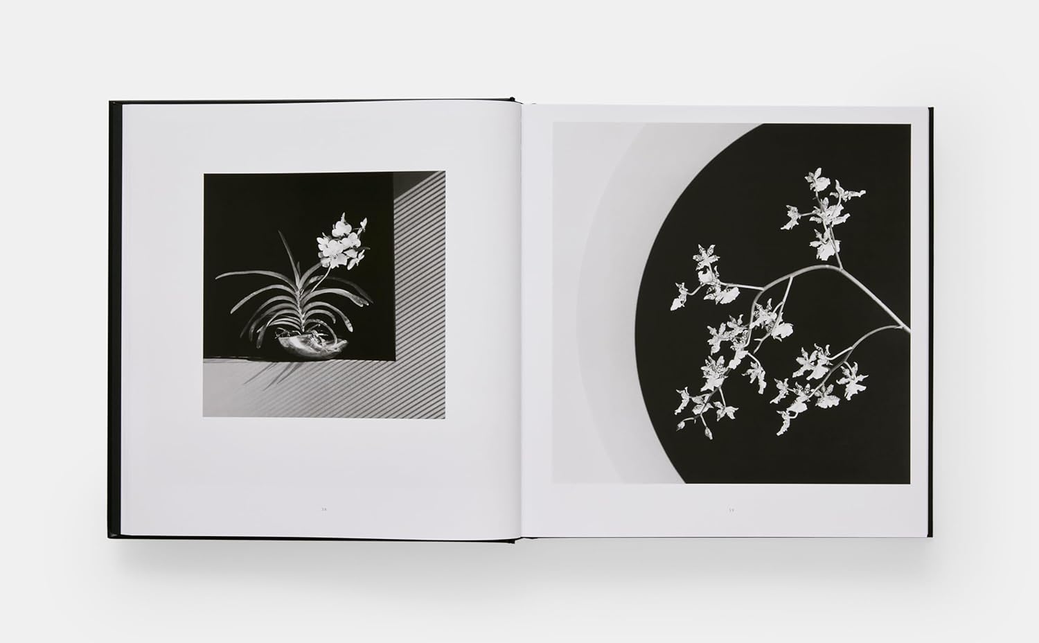 Mapplethorpe Flora