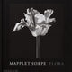 Mapplethorpe Flora