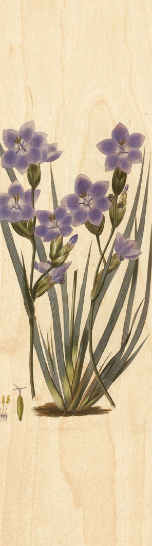 Morning Iris Wooden Bookmark
