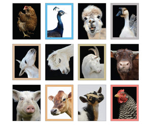 Radiant Farm Animals Up Close Notecards: Notecards and Envelopes