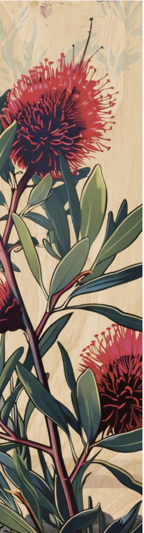 Australian Bottlebrush Wooden Bookmark