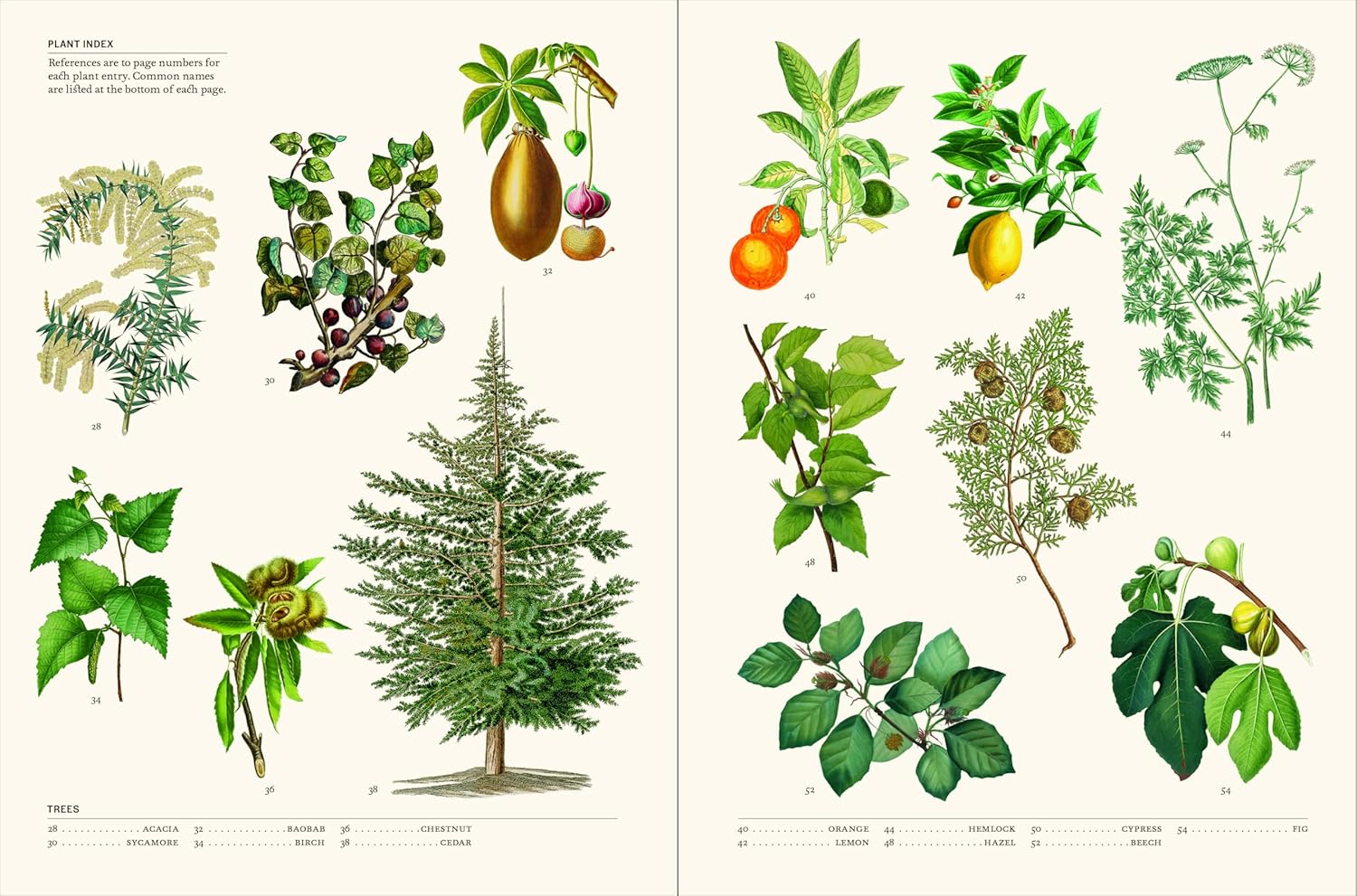Secret Language of Plants
