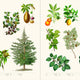 Secret Language of Plants